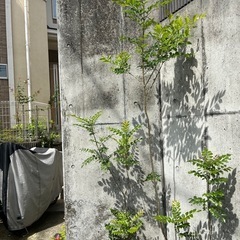 シマトネリコ　1本立