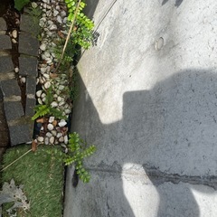 お値引き　シマトネリコ　1本立の画像