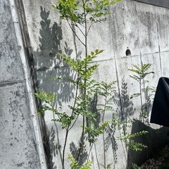 お値引き　シマトネリコ　1本立の画像