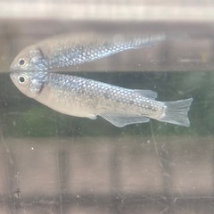 クラウドグレーダイヤメダカの画像