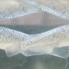 クラウドグレーダイヤメダカの画像