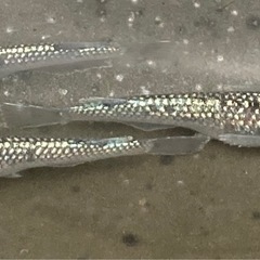 クラウドグレーダイヤメダカの画像