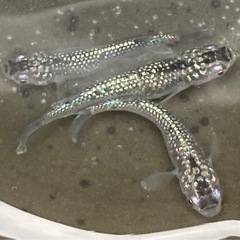 クラウドグレーダイヤメダカの画像