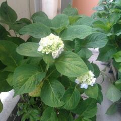 紫陽花