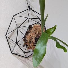 オシャレバスケット付！！ビカクシダ　ネザーランド(P. Netherlands)　観葉植物の画像