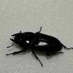 津山産　オオクワガタ　新成虫　♀単