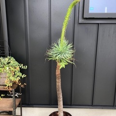 アガベ　アテナータ　多頭　観葉植物　鉢ごと　の画像