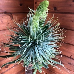 アガベ　アテナータ　多頭　観葉植物　鉢ごと　の画像
