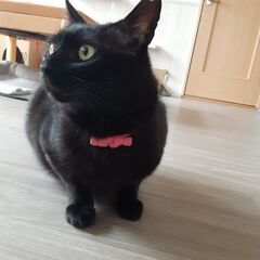 ちょっとシャイな可愛いやつです😼