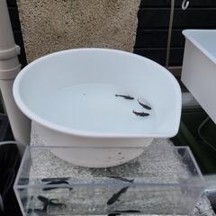 オロチ　メダカ　成魚5匹＋@セット！の画像