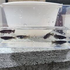 オロチ　メダカ　成魚5匹＋@セット！の画像