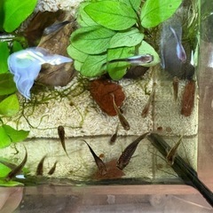 🐠🫧‪国産モスコーパンダグッピー1ペアの画像