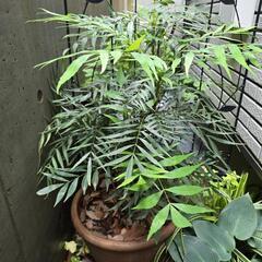 マホニアコンフューサ