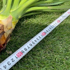 値下げします！千寿蘭　ユッカ　アロイフォリアの画像