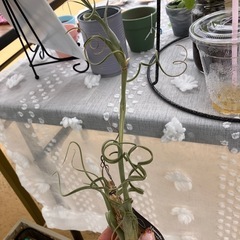 エアプランツ