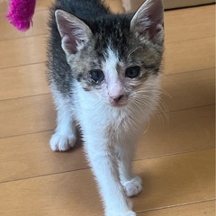 保護猫の子猫の里親を募集してます
