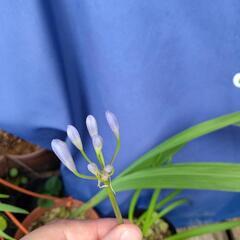 アガパンサス　苗　植物　ガーデニングの画像