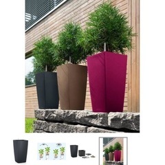 [再値下げ] エバーグリーン　レチューザ鉢植え付きの画像