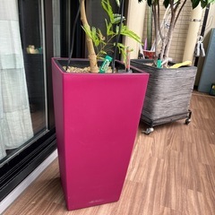 [再値下げ] エバーグリーン　レチューザ鉢植え付きの画像