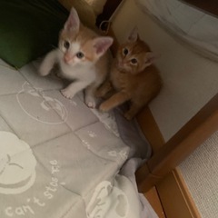 保護子猫