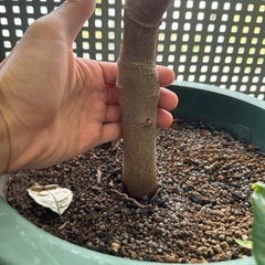 アテモヤの木　熱帯果樹　　の画像