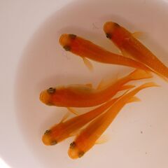 No.34【①楊貴妃メダカ　針子 30匹 200円】
