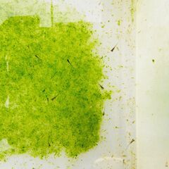 No.37【①MIXメダカ　針子 20匹 100円】