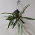 ランキングキーワードに紐づく投稿画像-観葉植物