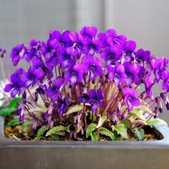 今なら美しい斑入り葉を楽しめます!! スミレ希少種「錦鈴木」ニシ...