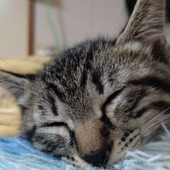 荒尾市から約２ヶ月の子猫１匹の里親さん募集です。