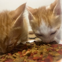 生後2〜3ヶ月 オス猫ちゃん※受付終了しました - 寝屋川市