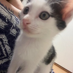 生後2〜3ヶ月 オス猫ちゃん※受付終了しました - 猫