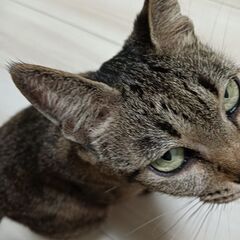 里親募集
