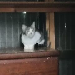 里親募集