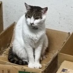 里親募集