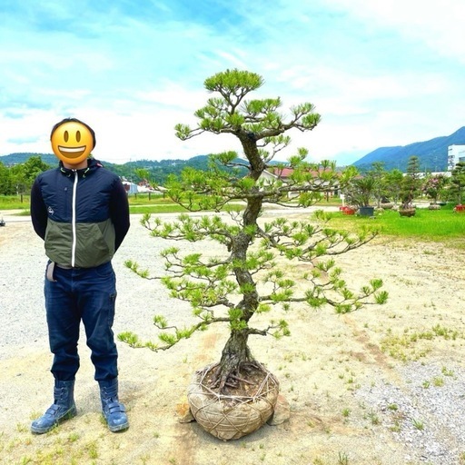 白杉、台杉『特大❗️』引き取り又は近畿地方限定配達&植込み可能。