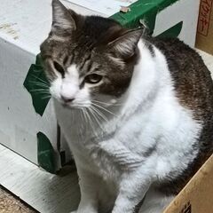 里親募集