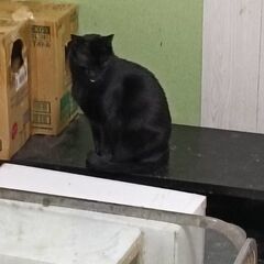 里親募集