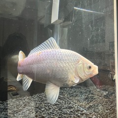 白和金  金魚
