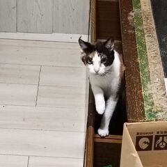 里親募集