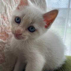 1ヶ月半の男の子🐱