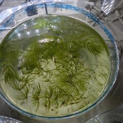 ミナミヌマエビお譲りします。の画像
