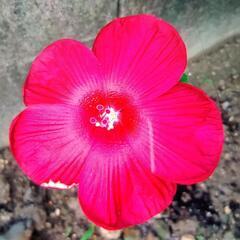 アメリカンフヨウ　花　植物