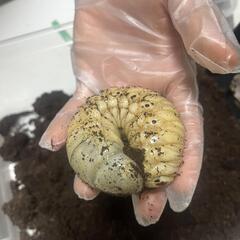 ヘラクレスヘラクレス3令オスメスペア　大きさはランダム