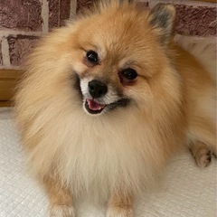 ポメラニアンの男の子（代理投稿になります）