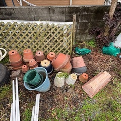 鉢植え