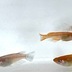 ランキングキーワードに紐づく投稿画像-メダカ