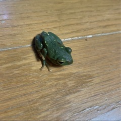 シュレーゲルアオガエル
