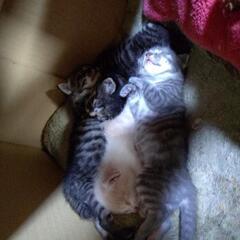 子猫4匹 - 里親募集