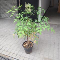 南天
